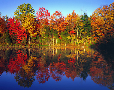 Autumn Trees, Connecticut