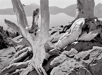 Trees, Lakeside, Crater Lake. Black and white photograph