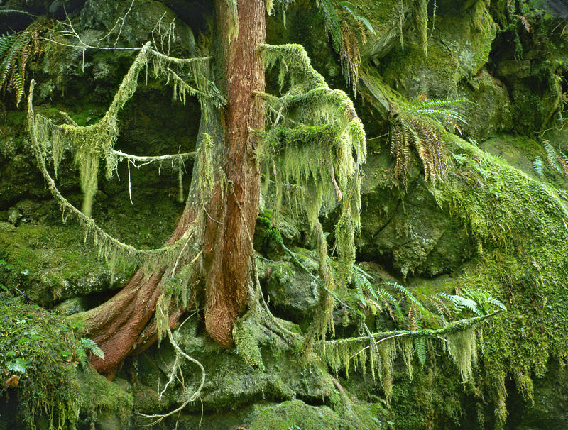 Mossy Tree, Sulfur Creek, 1992. Mt. Baker National Forest, Washington