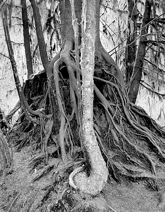Roots, Hoh Rain Forest
