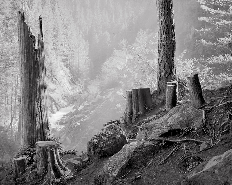 Stumps and Mist, 1999. North Cascades National Park, Washington 