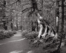 Forest Trail, Roots. olympic National Park, WA. Black and white photograph