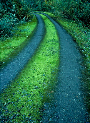 Road and Moss. Mt. Baker National Forest, Washington