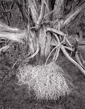 Tumbleweed and Juniper,  Cedar Mesa, UT. Black and white photograph