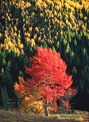 Aspen Forest, Autumn, Colorado. Color photograph