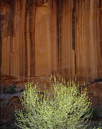 Bush and Cliff,  Capitol Reef National Park, Utah. Color photograph
