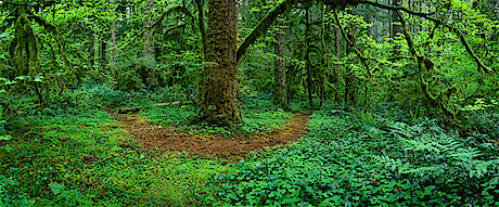 Forest Trail. Silver Falls State Park, Oregon. Color Photograph