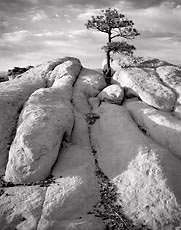 Pinyon Pine and Sandstone, 2004. Near Grant, New Mexico