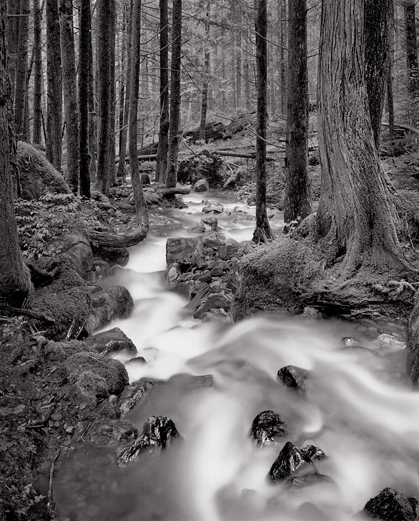 Stream Through Forest, 1982. North Cascades National Park, Washington