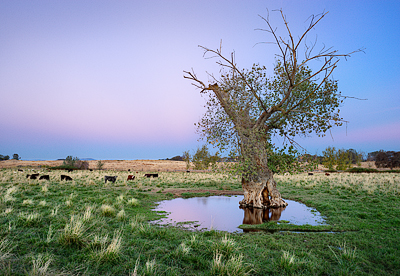 Tree and Pond, Hwy 49, gold rush highway workshop