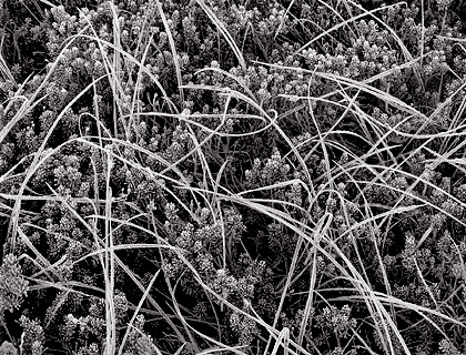 Weeds and Frost, Washington. Black and white photograph