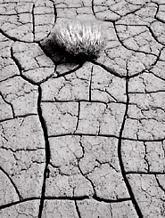 Cracked Mud and Bush, Death Valley. Black and white photograph