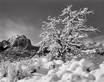 Trailside, First Snow. Utah. Black and white photograph