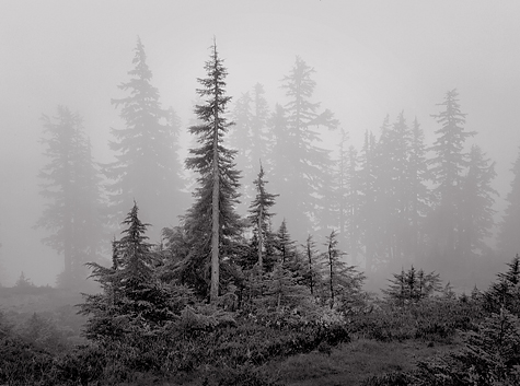 Trees and Fog, 2004. North Cascades National Park, Washington